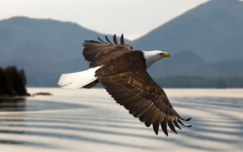 Bald eagle image vancouver island